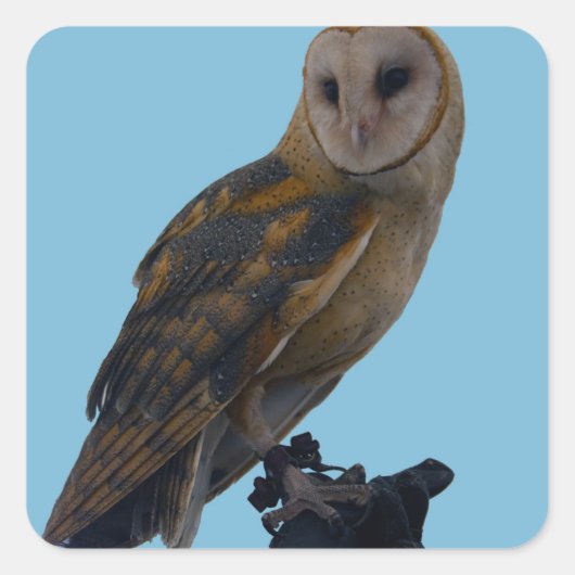 Wildlife Barn Owl Foto Vierkante Sticker (Voorkant)