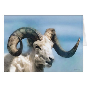 Wildlife-Big Horn