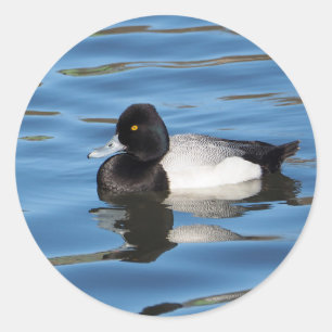Wildlife Black en White Duck Scaup Foto Ronde Sticker
