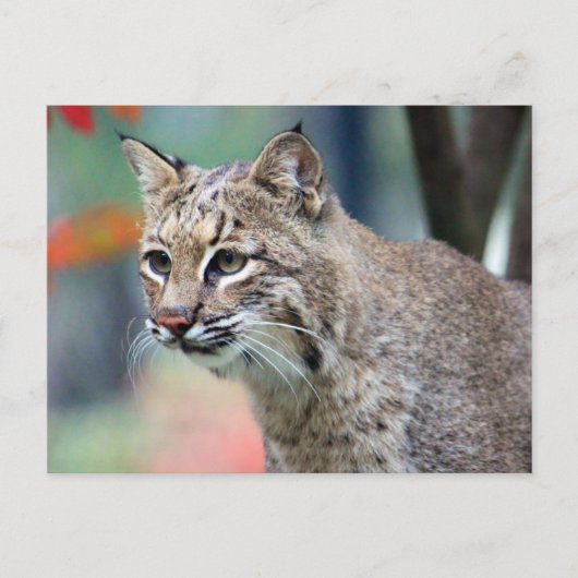 Wildlife Bobcat Photo Briefkaart (Voorkant)