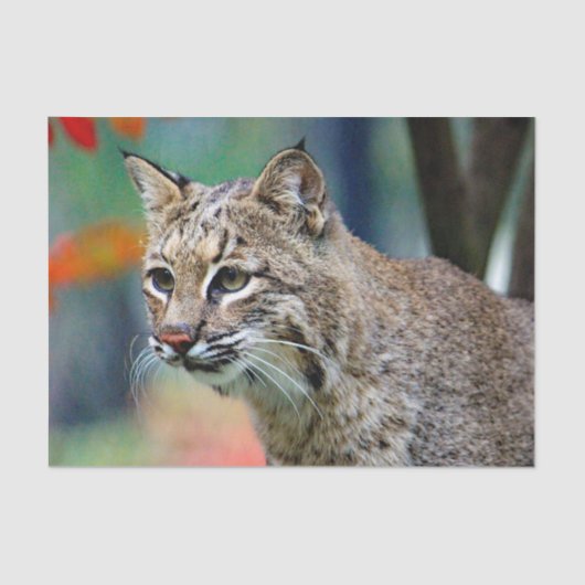 Wildlife Bobcat Photo Tissuepapier (Voorkant)