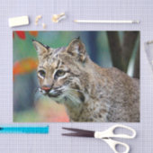 Wildlife Bobcat Photo Tissuepapier (Craft)