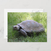 Wildlife Brown Tortoise Foto Briefkaart (Voorkant / Achterkant)