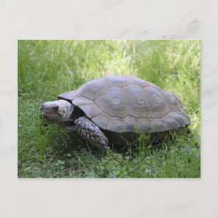 Wildlife Brown Tortoise Foto Briefkaart