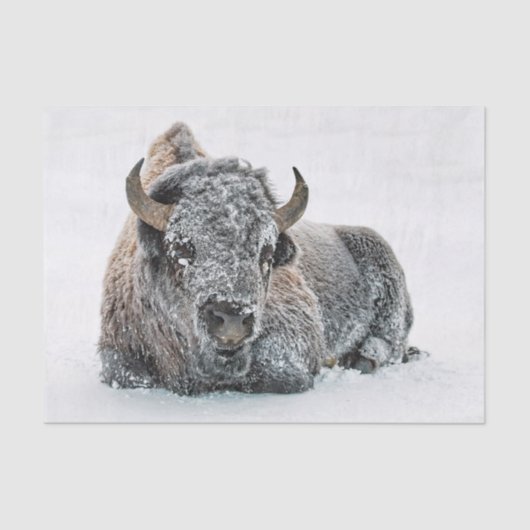 Wildlife Buffalo Sneeuwfoto Tissuepapier (Voorkant)