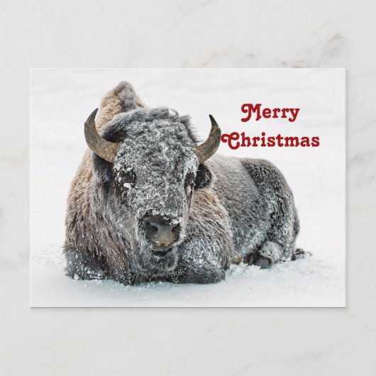 Wildlife Buffalo Sneeuwfotokerst Briefkaart (Voorkant)