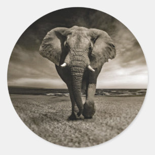Wildlife Bull Elephant Photo Ronde Sticker