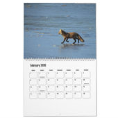 Wildlife Calendar, Red Foxes Kalender (Feb 2026)