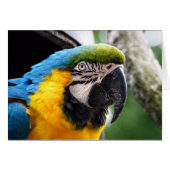 Wildlife card featuring a macaw, blank inside. (Devant horizontal)