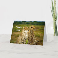 Wildlife Cheetah Foto