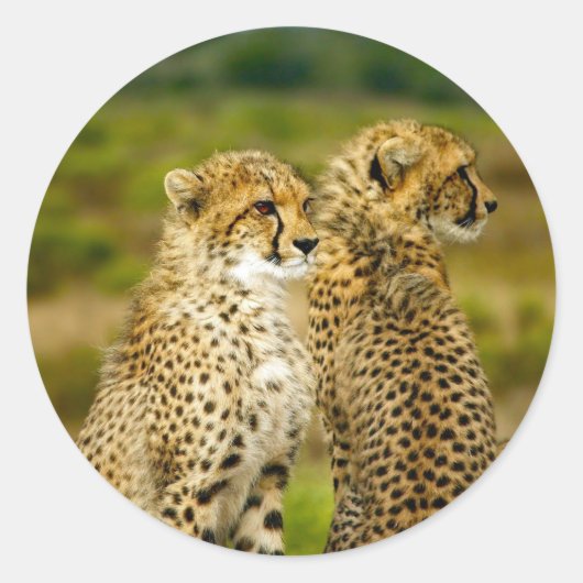 Wildlife Cheetah Foto Ronde Sticker (Voorkant)
