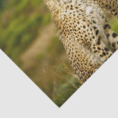 Wildlife Cheetah Foto Tissuepapier (Detail)