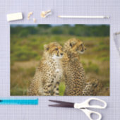 Wildlife Cheetah Foto Tissuepapier (Craft)