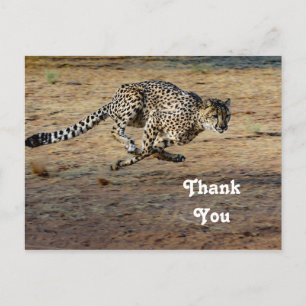 Wildlife Cheetah Hardloopfoto Dank u Briefkaart