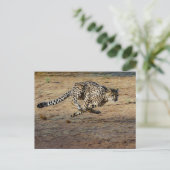 Wildlife Cheetah Running Photo Briefkaart (Staand voorkant)
