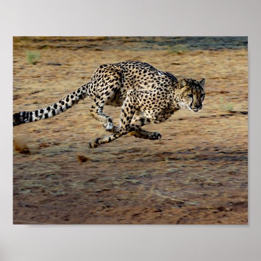 Wildlife Cheetah Running Photo Poster (Voorkant)