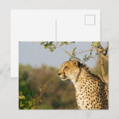 Wildlife Cheetah Side Uitzicht Briefkaart (Voorkant / Achterkant)