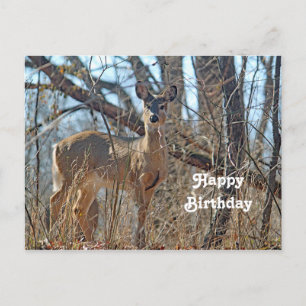 Wildlife Deer Bossen Foto Birthday Briefkaart