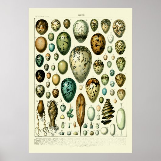  Wildlife Egg Art van Adolphe Millot Poster (Voorkant)