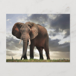 Wildlife Elephant-foto Briefkaart