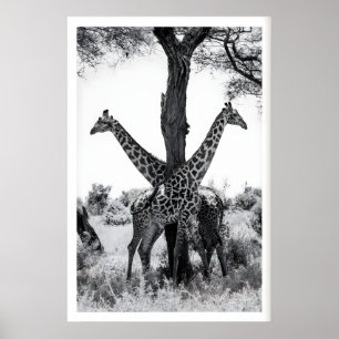 Wildlife Fotografie Print, Giraffen Zwart en Poster