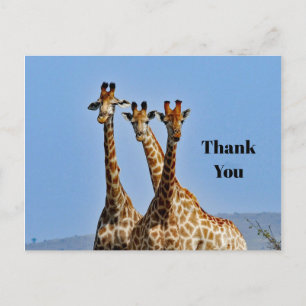 Wildlife Giraffe Koppel Foto Bedankt Briefkaart