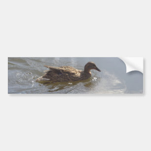 Wildlife Goose zwemt in Lake, Natuur, Bird Bumpersticker