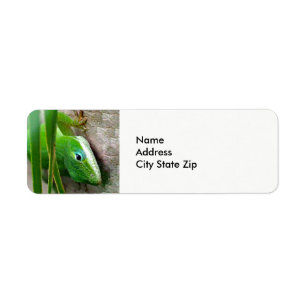 Wildlife Green Carolina Anole Lizard Foto Etiket