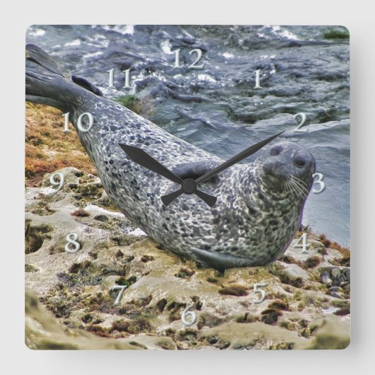 Wildlife Harbour Seal Tail Talking Sun Bather Vierkante Klok (Voorkant)