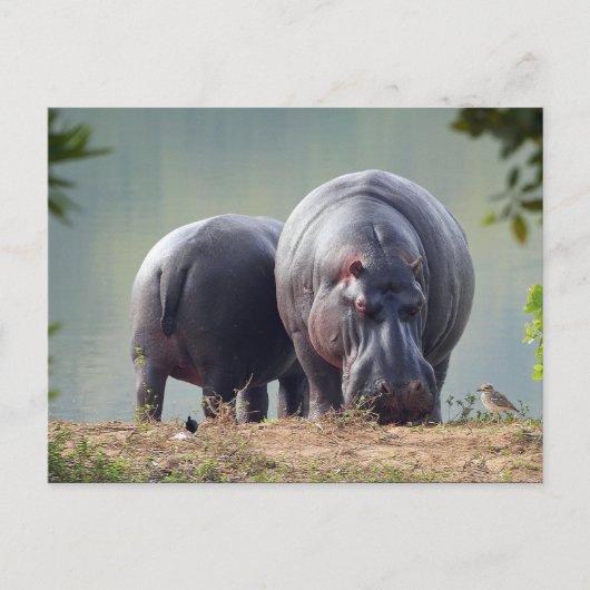 Wildlife Hippo Foto Briefkaart (Voorkant)
