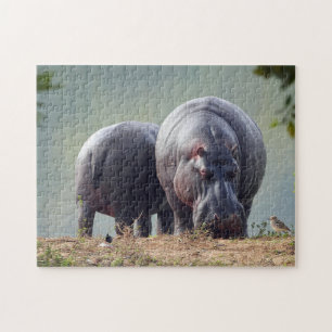 Wildlife Hippo Foto Legpuzzel