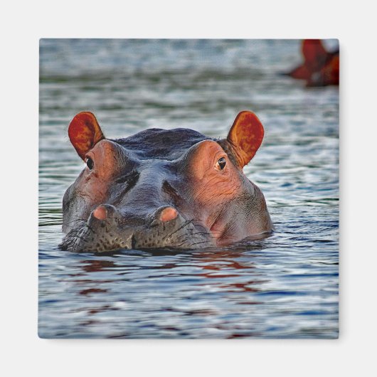 Wildlife Hippo Water Foto Magneet (Voorkant)