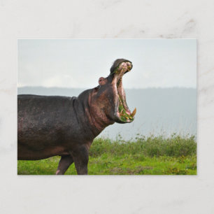 Wildlife Hippopotamus Foto Briefkaart