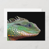 Wildlife Iguana Foto Briefkaart (Voorkant / Achterkant)