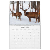 Wildlife Kalender (Jan 2026)