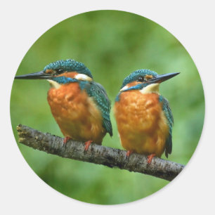 Wildlife Kingfisher Foto Ronde Sticker