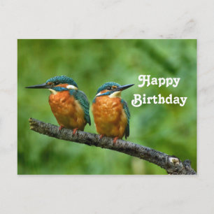 Wildlife Kingfisher Foto Verjaardag Briefkaart
