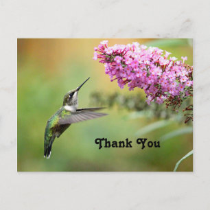 Wildlife Kolibrie Bloem Foto Bedankt Briefkaart