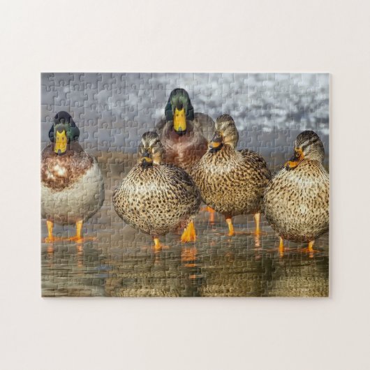 Wildlife Mallard Ducks Foto Legpuzzel (Horizontaal)