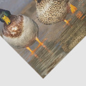 Wildlife Mallard Ducks Foto Tissuepapier (Detail)