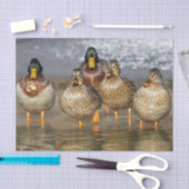 Wildlife Mallard Ducks Foto Tissuepapier (Craft)