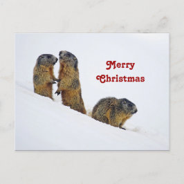 Wildlife Marmots SneeuwfotoKerstmis Briefkaart
