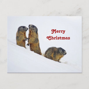 Wildlife Marmots SneeuwfotoKerstmis Briefkaart