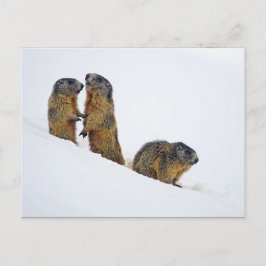 Wildlife Marmots Snow Foto Briefkaart