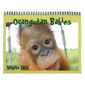 Wildlife Orangutan Babies Kalender (Hoes)