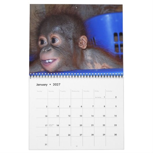 Wildlife Orangutan Babies Kalender (Jan 2027)