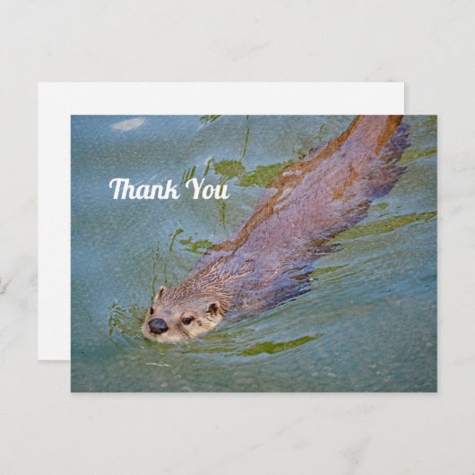 Wildlife Otter Zwemmende Otter Foto Bedankt Briefkaart (Voorkant / Achterkant)