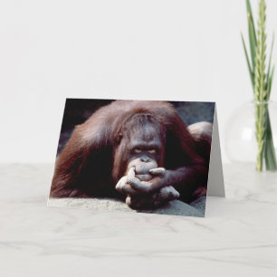 Wildlife Set - Primaten 10 Kaart