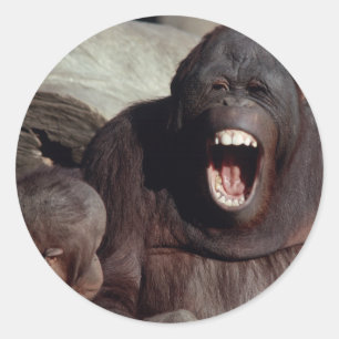 Wildlife Set - Primaten 1 Ronde Sticker