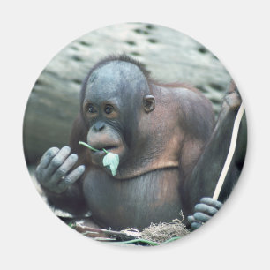 Wildlife Set - Primaten 4 Magneet